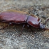 Rudasis juodvabalis - Uloma rufa | Fotografijos autorius : Gintautas Steiblys | © Macrogamta.lt | Šis tinklapis priklauso bendruomenei kuri domisi makro fotografija ir fotografuoja gyvąjį makro pasaulį.