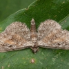 Rudasparnis sprindytis - Eupithecia icterata | Fotografijos autorius : Žilvinas Pūtys | © Macrogamta.lt | Šis tinklapis priklauso bendruomenei kuri domisi makro fotografija ir fotografuoja gyvąjį makro pasaulį.