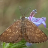 Rudasprindis - Ematurga atomaria ♂ | Fotografijos autorius : Žilvinas Pūtys | © Macrogamta.lt | Šis tinklapis priklauso bendruomenei kuri domisi makro fotografija ir fotografuoja gyvąjį makro pasaulį.