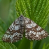 Rudasprindis - Ematurga atomaria ♀ | Fotografijos autorius : Žilvinas Pūtys | © Macrogamta.lt | Šis tinklapis priklauso bendruomenei kuri domisi makro fotografija ir fotografuoja gyvąjį makro pasaulį.