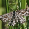 Rudasprindis - Ematurga atomaria | Fotografijos autorius : Vytautas Gluoksnis | © Macrogamta.lt | Šis tinklapis priklauso bendruomenei kuri domisi makro fotografija ir fotografuoja gyvąjį makro pasaulį.