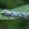 Rudmargė meškutė - Coscinia cribraria ♂ | Fotografijos autorius : Žilvinas Pūtys | © Macrogamta.lt | Šis tinklapis priklauso bendruomenei kuri domisi makro fotografija ir fotografuoja gyvąjį makro pasaulį.