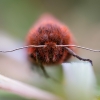 Rudoji meškutė - Phragmatobia fuliginosa  | Fotografijos autorius : Eglė Vičiuvienė | © Macrogamta.lt | Šis tinklapis priklauso bendruomenei kuri domisi makro fotografija ir fotografuoja gyvąjį makro pasaulį.