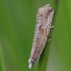 Pelkinė baktra - Bactra lancealana | Fotografijos autorius : Vytautas Gluoksnis | © Macronature.eu | Macro photography web site