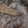 Keliaujantysis plačiasparnis ugniukas - Nomophila noctuella | Fotografijos autorius : Gintautas Steiblys | © Macronature.eu | Macro photography web site