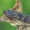 Keliaujantysis plačiasparnis ugniukas - Nomophila noctuella | Fotografijos autorius : Gintautas Steiblys | © Macronature.eu | Macro photography web site