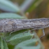 Rush veneer - Nomophila noctuella | Fotografijos autorius : Žilvinas Pūtys | © Macronature.eu | Macro photography web site