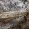 Rush veneer - Nomophila noctuella | Fotografijos autorius : Žilvinas Pūtys | © Macronature.eu | Macro photography web site