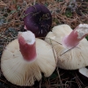 Pušyninė ūmėdė - Russula torulosa | Fotografijos autorius : Vitalij Drozdov | © Macrogamta.lt | Šis tinklapis priklauso bendruomenei kuri domisi makro fotografija ir fotografuoja gyvąjį makro pasaulį.