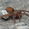 Pakrantinis slampūnėlis - Trochosa ruricola ♀ | Fotografijos autorius : Gintautas Steiblys | © Macrogamta.lt | Šis tinklapis priklauso bendruomenei kuri domisi makro fotografija ir fotografuoja gyvąjį makro pasaulį.