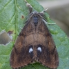 Rusty Tussock Moth - Orgyia antiqua ♂ | Fotografijos autorius : Žilvinas Pūtys | © Macronature.eu | Macro photography web site