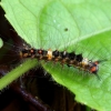 Rusty Tussock Moth - Orgyia antiqua, caterpillar | Fotografijos autorius : Romas Ferenca | © Macronature.eu | Macro photography web site