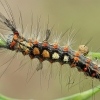 Rusty Tussock Moth - Orgyia antiqua, caterpillar | Fotografijos autorius : Gintautas Steiblys | © Macronature.eu | Macro photography web site