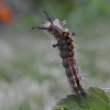 Rusty Tussock Moth - Orgyia antiqua, caterpillar | Fotografijos autorius : Vytautas Gluoksnis | © Macronature.eu | Macro photography web site