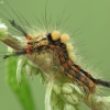 Rusty Tussock Moth - Orgyia antiqua, caterpillar | Fotografijos autorius : Vidas Brazauskas | © Macronature.eu | Macro photography web site