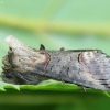 Rusvasis pilkūnas - Abrostola triplasia | Fotografijos autorius : Vidas Brazauskas | © Macrogamta.lt | Šis tinklapis priklauso bendruomenei kuri domisi makro fotografija ir fotografuoja gyvąjį makro pasaulį.