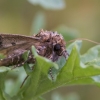 Rusvatinkilis sėklinukas - Sideridis rivularis | Fotografijos autorius : Dalia Račkauskaitė | © Macrogamta.lt | Šis tinklapis priklauso bendruomenei kuri domisi makro fotografija ir fotografuoja gyvąjį makro pasaulį.