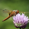 Rusvoji skėtė - Libellula fulva | Fotografijos autorius : Agnė Našlėnienė | © Macrogamta.lt | Šis tinklapis priklauso bendruomenei kuri domisi makro fotografija ir fotografuoja gyvąjį makro pasaulį.