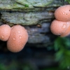 Rutulinė raudenė - Lycogala epidendrum  | Fotografijos autorius : Eglė Vičiuvienė | © Macrogamta.lt | Šis tinklapis priklauso bendruomenei kuri domisi makro fotografija ir fotografuoja gyvąjį makro pasaulį.