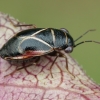 Ryškiakraštė dirvablakė - Geocoris grylloides | Fotografijos autorius : Gintautas Steiblys | © Macrogamta.lt | Šis tinklapis priklauso bendruomenei kuri domisi makro fotografija ir fotografuoja gyvąjį makro pasaulį.