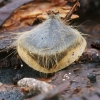 Sėkla  ??? | Fotografijos autorius : Gintautas Steiblys | © Macrogamta.lt | Šis tinklapis priklauso bendruomenei kuri domisi makro fotografija ir fotografuoja gyvąjį makro pasaulį.