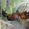 Sacred carpenter ant - Camponotus sanctus | Fotografijos autorius : Gintautas Steiblys | © Macronature.eu | Macro photography web site