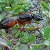 Sacred carpenter ant - Camponotus sanctus | Fotografijos autorius : Gintautas Steiblys | © Macronature.eu | Macro photography web site