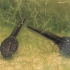 Sacharinė varlė - Pelophylax saharicus, buožgalviai | Fotografijos autorius : Gintautas Steiblys | © Macronature.eu | Macro photography web site