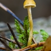 Samaninė kūgiabudė - Galerina hypnorum | Fotografijos autorius : Darius Baužys | © Macrogamta.lt | Šis tinklapis priklauso bendruomenei kuri domisi makro fotografija ir fotografuoja gyvąjį makro pasaulį.