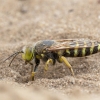 Sand Wasp - Bembix rostrata  | Fotografijos autorius : Zita Gasiūnaitė | © Macronature.eu | Macro photography web site