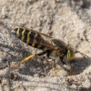 Sand Wasp - Bembix rostrata | Fotografijos autorius : Žilvinas Pūtys | © Macronature.eu | Macro photography web site