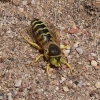 Sand Wasp - Bembix rostrata | Fotografijos autorius : Deividas Makavičius | © Macronature.eu | Macro photography web site