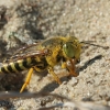Sand Wasp - Bembix rostrata | Fotografijos autorius : Gintautas Steiblys | © Macronature.eu | Macro photography web site