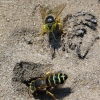 Sand Wasp - Bembix rostrata | Fotografijos autorius : Vitalii Alekseev | © Macronature.eu | Macro photography web site