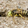 Sand Wasp - Bembix rostrata | Fotografijos autorius : Darius Baužys | © Macronature.eu | Macro photography web site