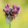 Porinis česnakas | Allium scorodoprasum | Fotografijos autorius : Darius Baužys | © Macronature.eu | Macro photography web site
