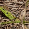 Sand lizard - Lacerta agilis ♂ | Fotografijos autorius : Žilvinas Pūtys | © Macronature.eu | Macro photography web site