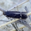 Sandhill moss-moth - Bryotropha umbrosella | Fotografijos autorius : Romas Ferenca | © Macronature.eu | Macro photography web site