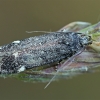 Sandhill moss-moth - Bryotropha umbrosella | Fotografijos autorius : Gintautas Steiblys | © Macronature.eu | Macro photography web site