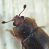 Sap Beetle - Epuraea sp. | Fotografijos autorius : Vidas Brazauskas | © Macrogamta.lt | Šis tinklapis priklauso bendruomenei kuri domisi makro fotografija ir fotografuoja gyvąjį makro pasaulį.