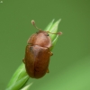 Sap Beetle - Epuraea sp. | Fotografijos autorius : Vidas Brazauskas | © Macronature.eu | Macro photography web site