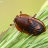 Sap beetle - Amphotis marginata | Fotografijos autorius : Gintautas Steiblys | © Macronature.eu | Macro photography web site
