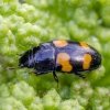 Sap beetle - Glischrochilus grandis | Fotografijos autorius : Darius Baužys | © Macronature.eu | Macro photography web site