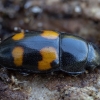 Sap beetle - Glischrochilus grandis | Fotografijos autorius : Žilvinas Pūtys | © Macronature.eu | Macro photography web site