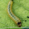 Sawfly - Scolioneura betuleti, larva | Fotografijos autorius : Gintautas Steiblys | © Macronature.eu | Macro photography web site