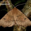 Scalloped hazel - Odontopera bidentata | Fotografijos autorius : Rimantas Stankūnas | © Macronature.eu | Macro photography web site