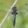 Scarce Chaser - Libellula fulva ♀ | Fotografijos autorius : Gintautas Steiblys | © Macronature.eu | Macro photography web site