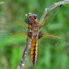 Scarce Chaser - Libellula fulva ♀ | Fotografijos autorius : Gintautas Steiblys | © Macronature.eu | Macro photography web site