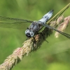 Scarce Chaser - Libellula fulva ♂ | Fotografijos autorius : Gintautas Steiblys | © Macronature.eu | Macro photography web site