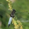 Scarce Chaser - Libellula fulva ♂ | Fotografijos autorius : Gintautas Steiblys | © Macronature.eu | Macro photography web site